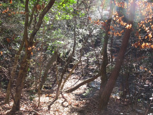 登山道